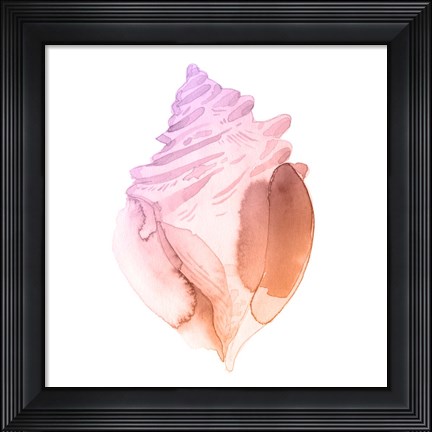 Framed Sunset Conch II Print