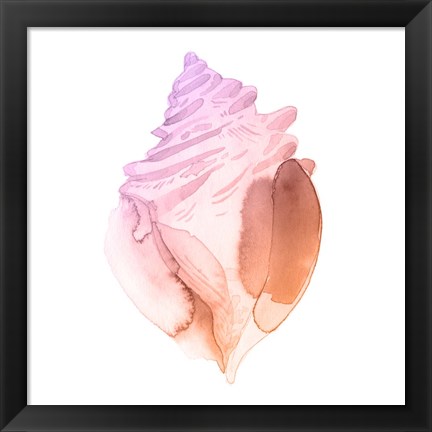 Framed Sunset Conch II Print