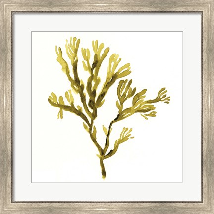 Framed Suspended Seaweed I Print