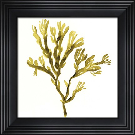 Framed Suspended Seaweed I Print