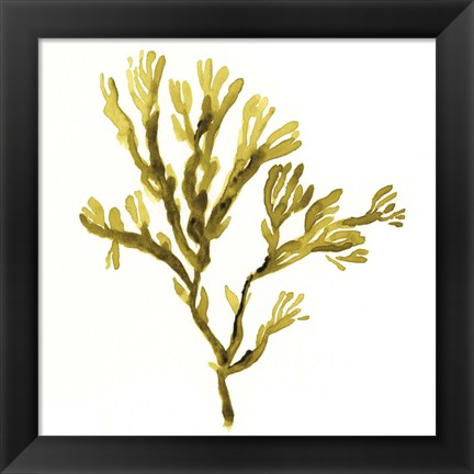 Framed Suspended Seaweed I Print