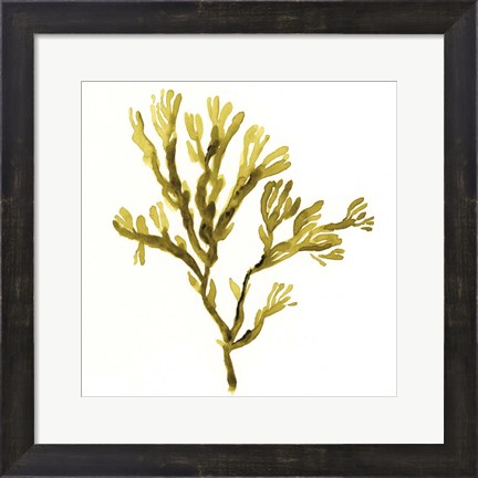 Framed Suspended Seaweed I Print
