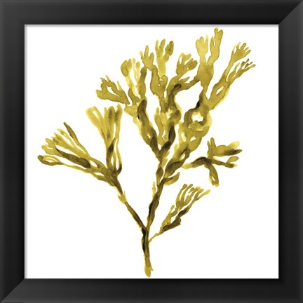 Framed Suspended Seaweed II Print