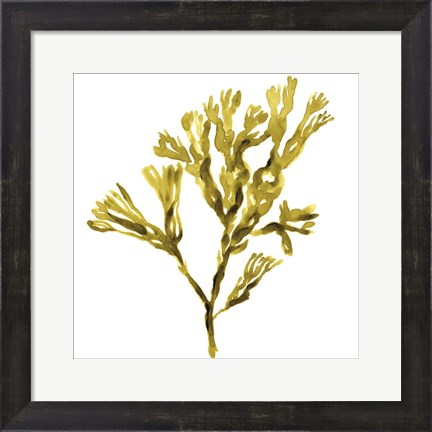 Framed Suspended Seaweed II Print