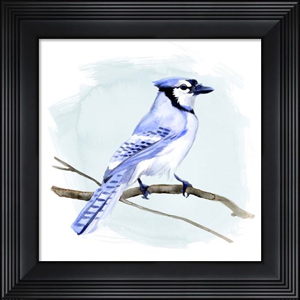 Framed Coastal Blue Jay I Print
