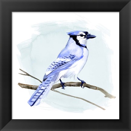 Framed Coastal Blue Jay I Print