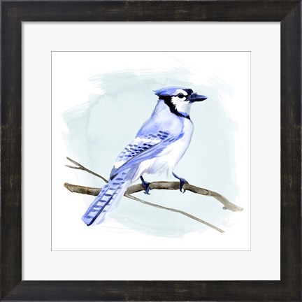 Framed Coastal Blue Jay I Print