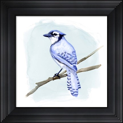 Framed Coastal Blue Jay II Print