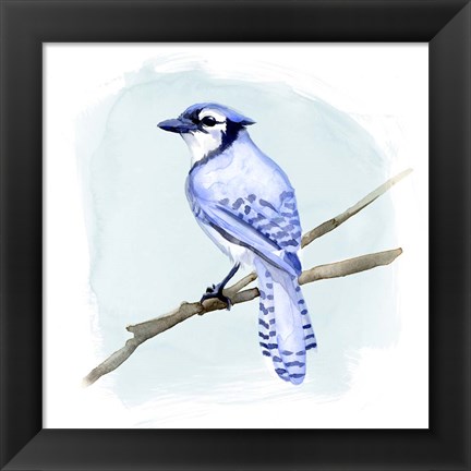 Framed Coastal Blue Jay II Print