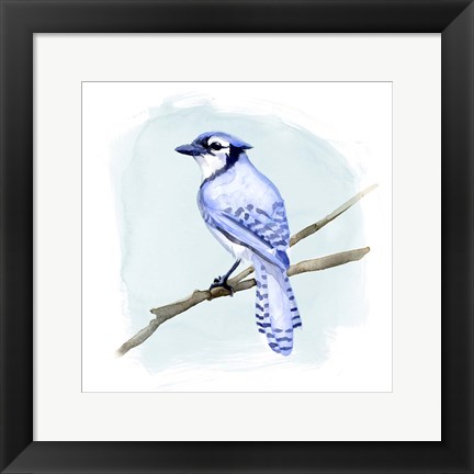 Framed Coastal Blue Jay II Print