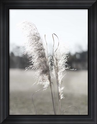 Framed Ethereal Pampas I Print