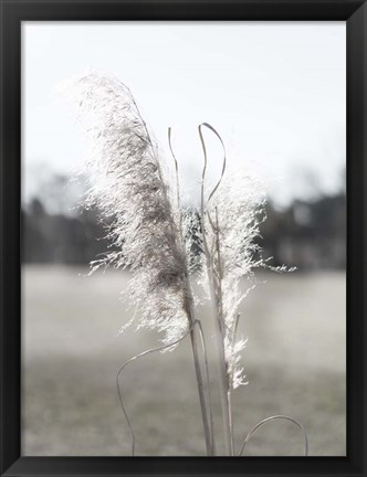 Framed Ethereal Pampas I Print