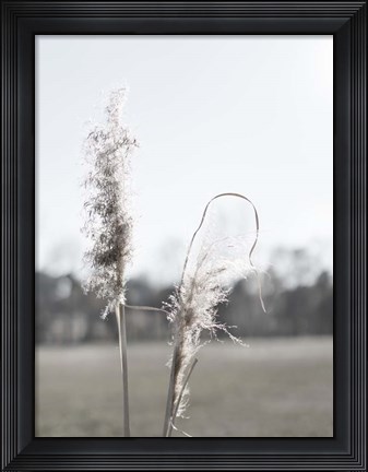 Framed Ethereal Pampas II Print
