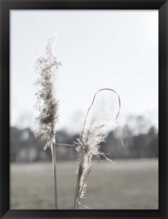 Framed Ethereal Pampas II Print