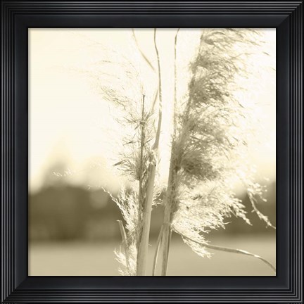Framed Ethereal Pampas V Print