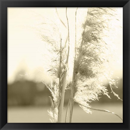 Framed Ethereal Pampas V Print