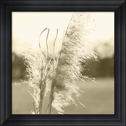 Framed Ethereal Pampas VI Print