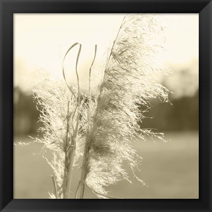 Framed Ethereal Pampas VI Print