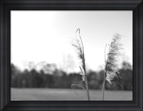 Framed Ethereal Pampas VII Print