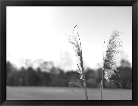 Framed Ethereal Pampas VII Print