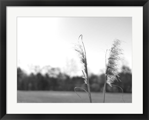 Framed Ethereal Pampas VII Print