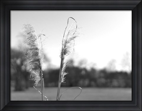 Framed Ethereal Pampas VIII Print