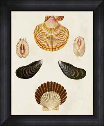 Framed Knorr Shells I Print