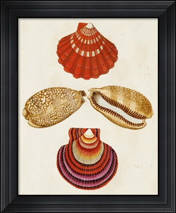 Framed Knorr Shells II Print