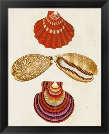 Framed Knorr Shells II Print