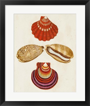 Framed Knorr Shells II Print