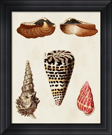 Framed Knorr Shells III Print