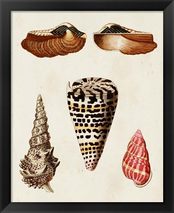 Framed Knorr Shells III Print