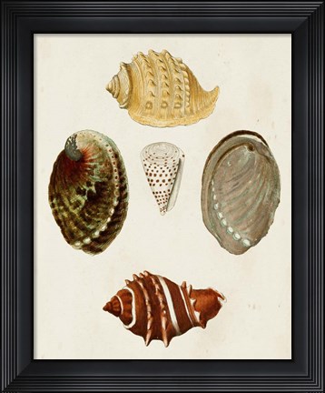 Framed Knorr Shells IV Print