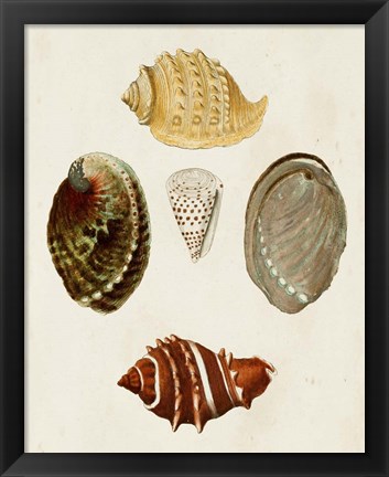 Framed Knorr Shells IV Print