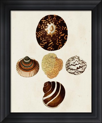 Framed Knorr Shells V Print