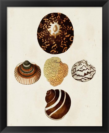 Framed Knorr Shells V Print