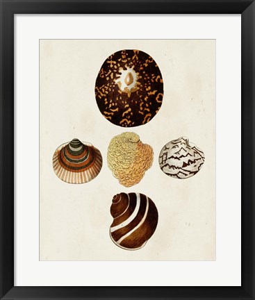 Framed Knorr Shells V Print