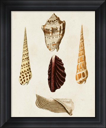 Framed Knorr Shells VI Print
