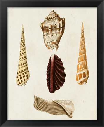 Framed Knorr Shells VI Print