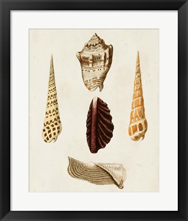 Framed Knorr Shells VI Print