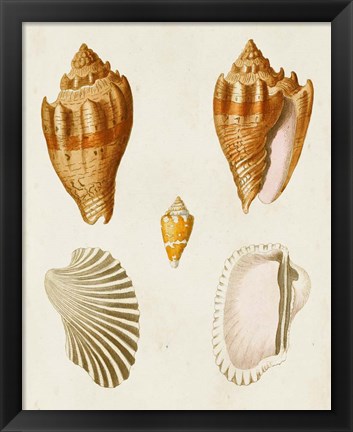 Framed Knorr Shells VII Print