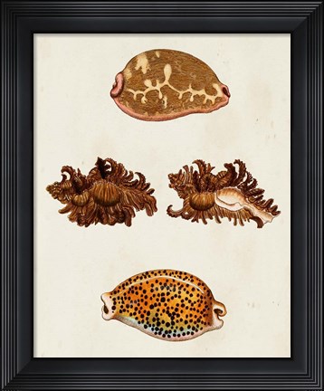 Framed Knorr Shells VIII Print