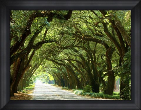 Framed Canopy Road I Print