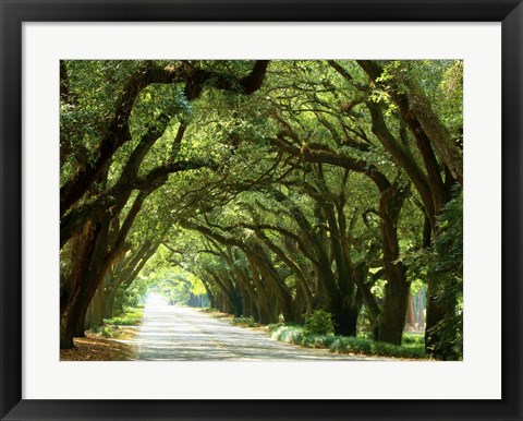 Framed Canopy Road I Print