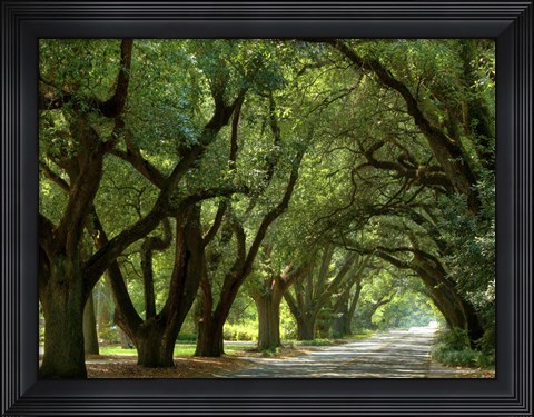 Framed Canopy Road II Print