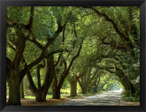 Framed Canopy Road II Print