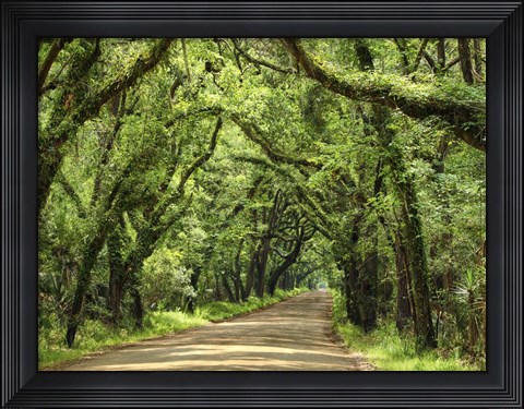 Framed Canopy Road III Print
