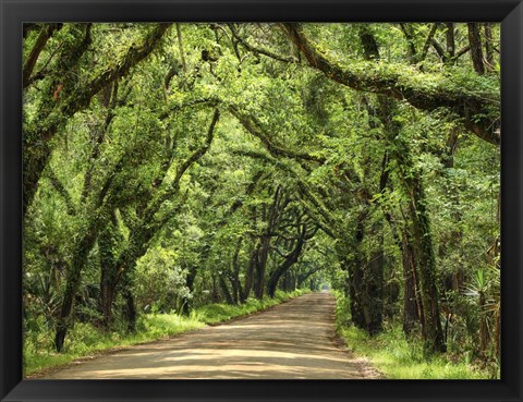 Framed Canopy Road III Print