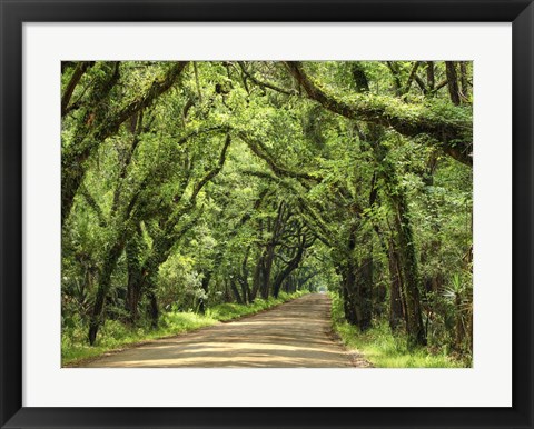 Framed Canopy Road III Print