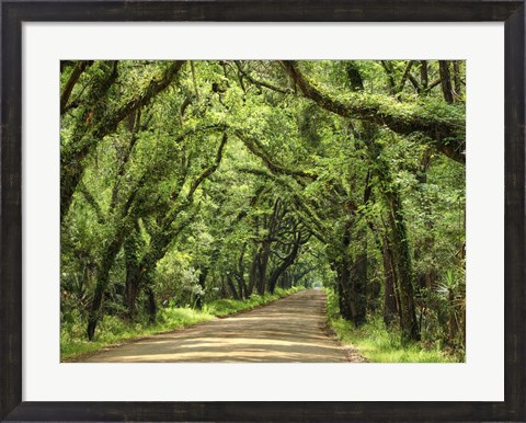 Framed Canopy Road III Print